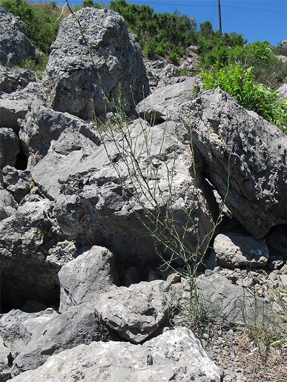 Image of Scariola viminea specimen.