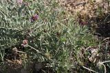 genus Astragalus