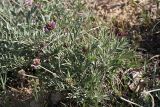 genus Astragalus. Цветущее растение. Южный Казахстан, горы Каракус; высота 910 м н.у.м. 20.04.2012.