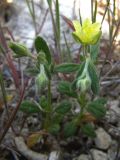 Helianthemum salicifolium