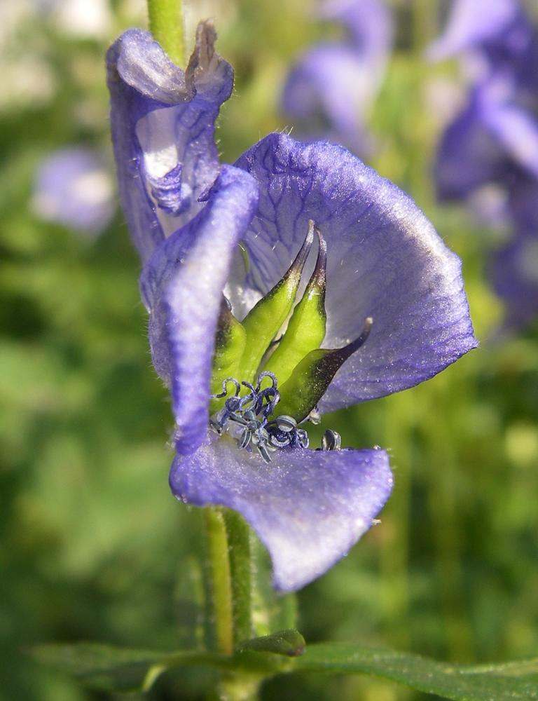 Image of Aconitum nemorum specimen.