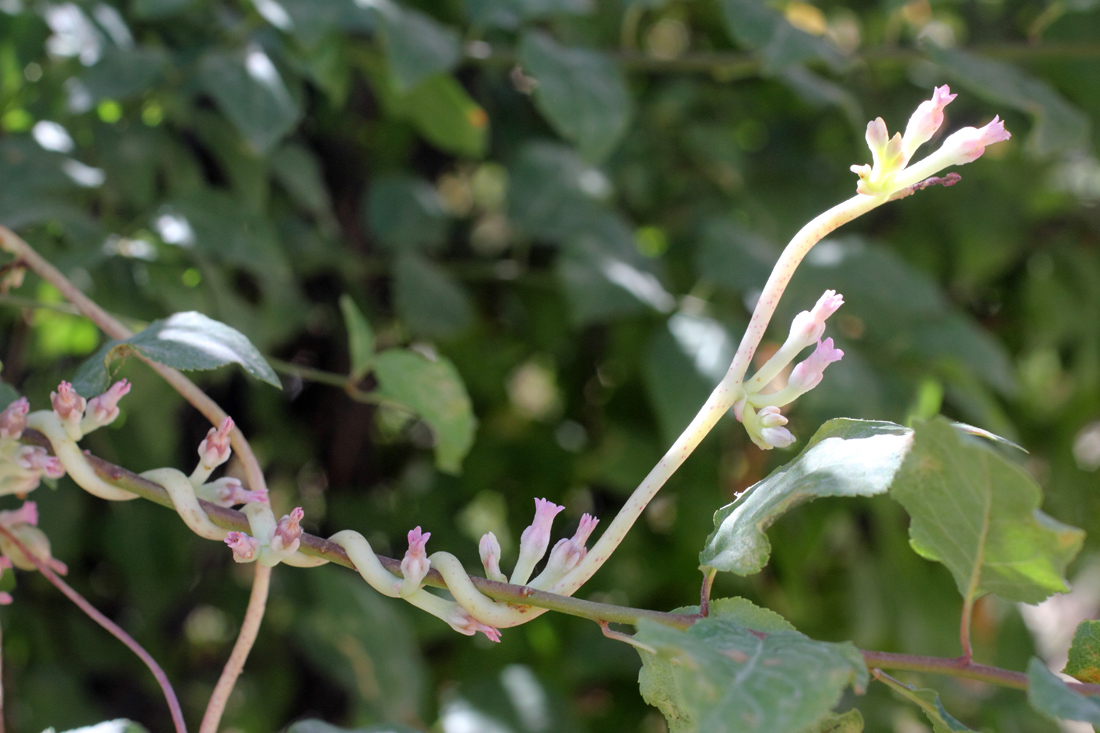 Изображение особи Cuscuta lehmanniana.