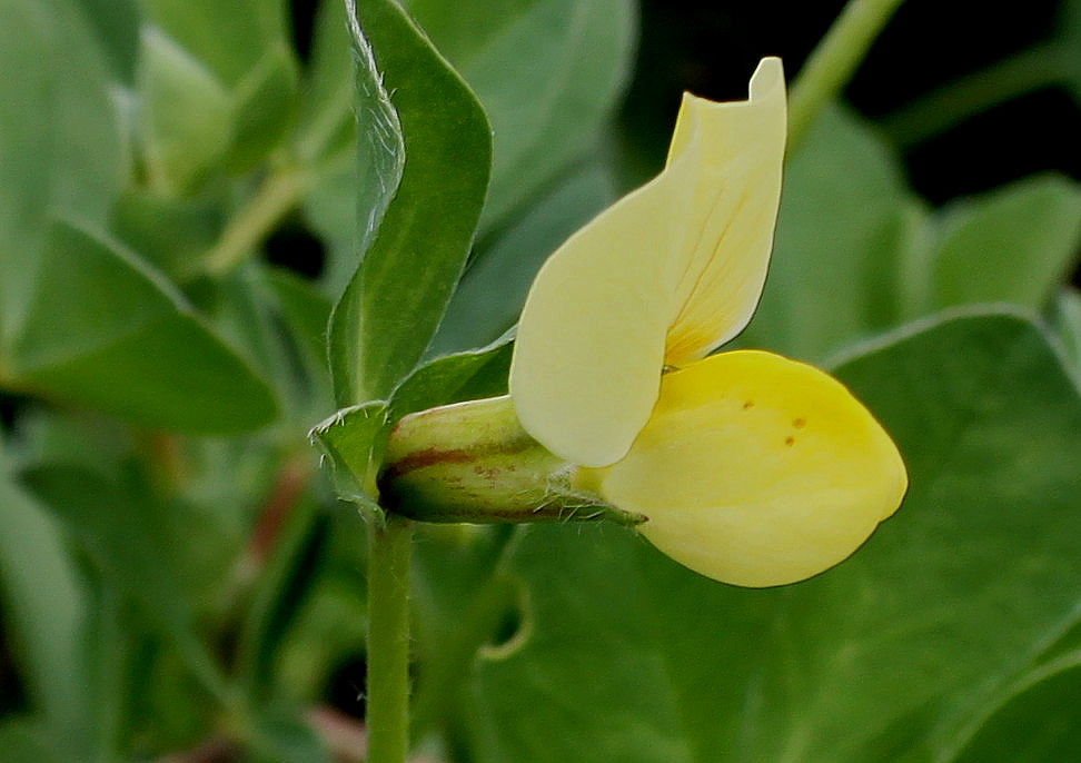 Image of Lotus maritimus specimen.