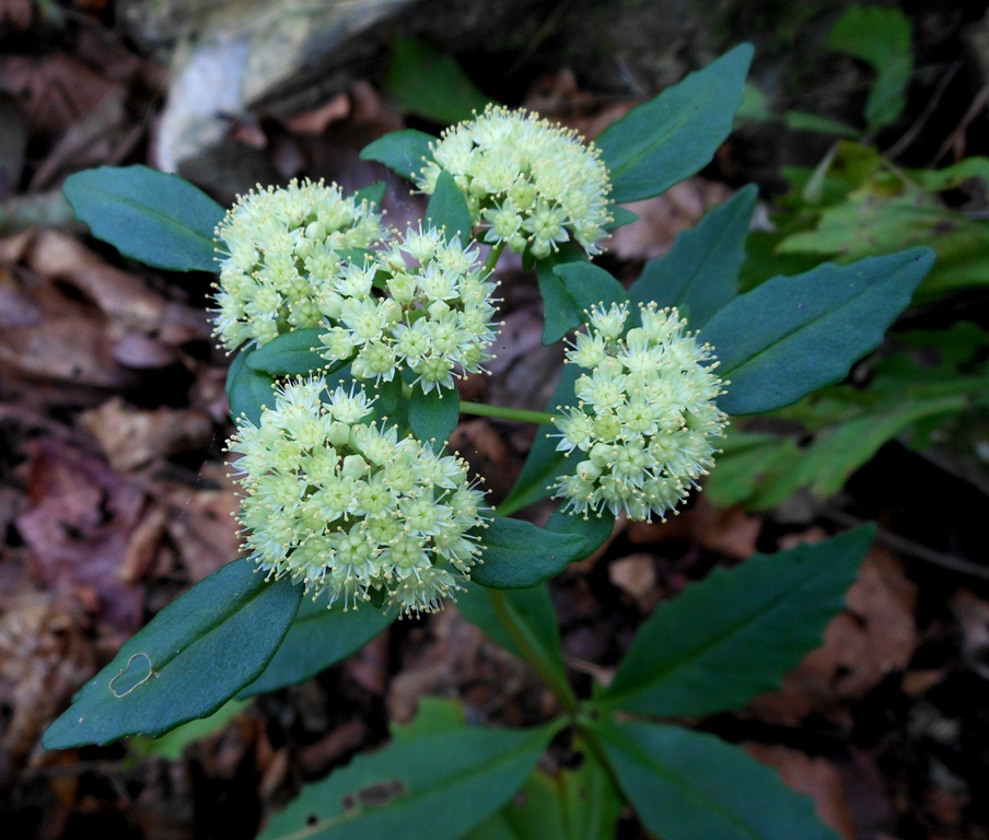 Изображение особи Hylotelephium viviparum.