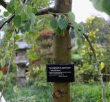 Cercidiphyllum japonicum. Часть ствола и нижнии ветви молодого дерева ('Pendulum'). Нидерланды, г. Venlo, \"Floriada 2012\". 11.09.2012.