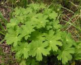 Geranium wlassovianum. Вегетирующее растение. Приморский край, Спасский р-н, окр. с. Хвалынка. 26.08.2012.