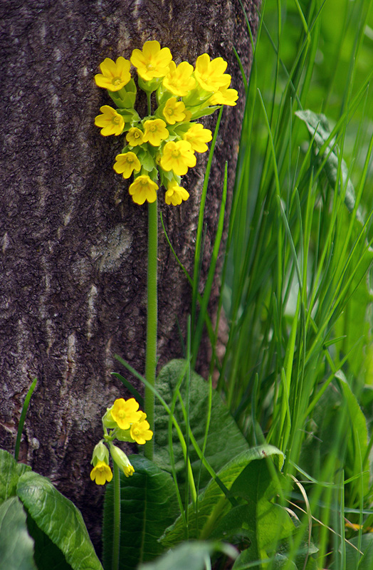 Изображение особи Primula macrocalyx.