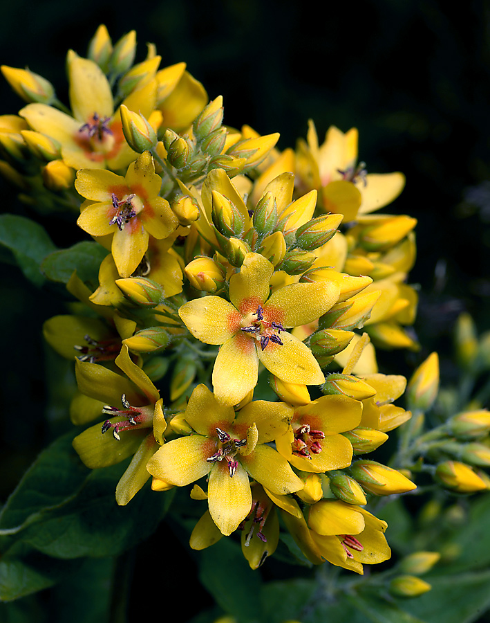 Изображение особи Lysimachia vulgaris.