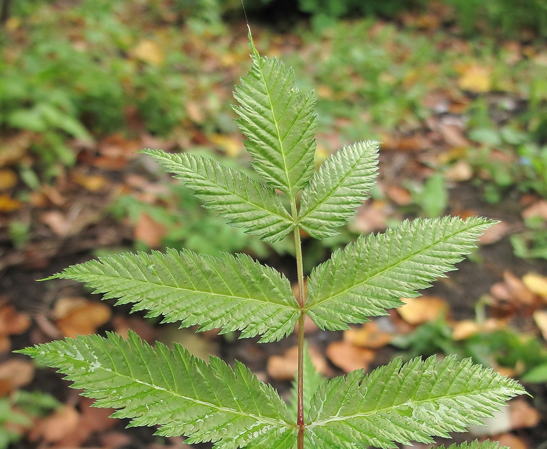 Image of Sorbaria sorbifolia specimen.