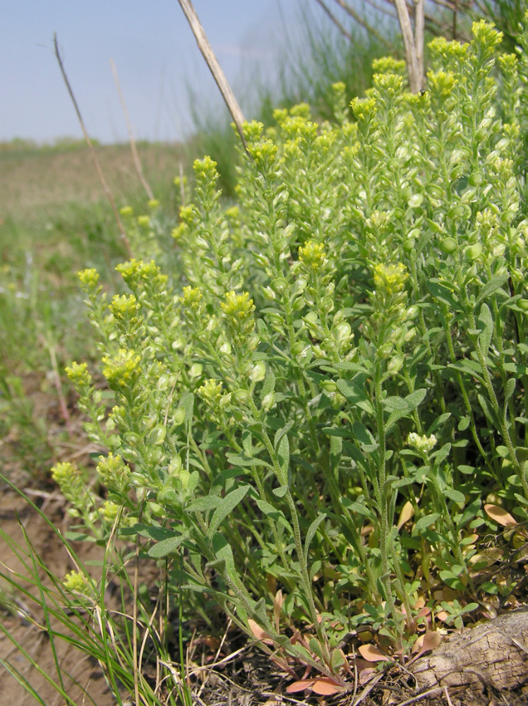 Image of Alyssum turkestanicum var. desertorum specimen.