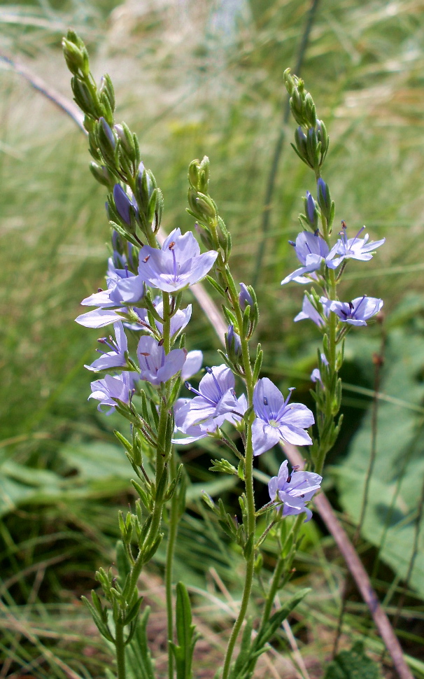 Image of Veronica jacquinii specimen.