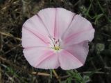 Convolvulus althaeoides подвид tenuissimus. Цветок. Украина, Крым, возле Ялты. 02.06.2009.