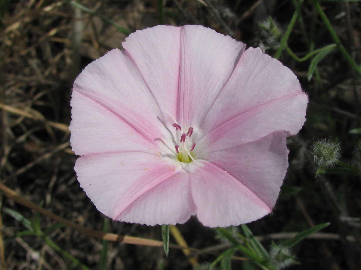 Изображение особи Convolvulus althaeoides ssp. tenuissimus.