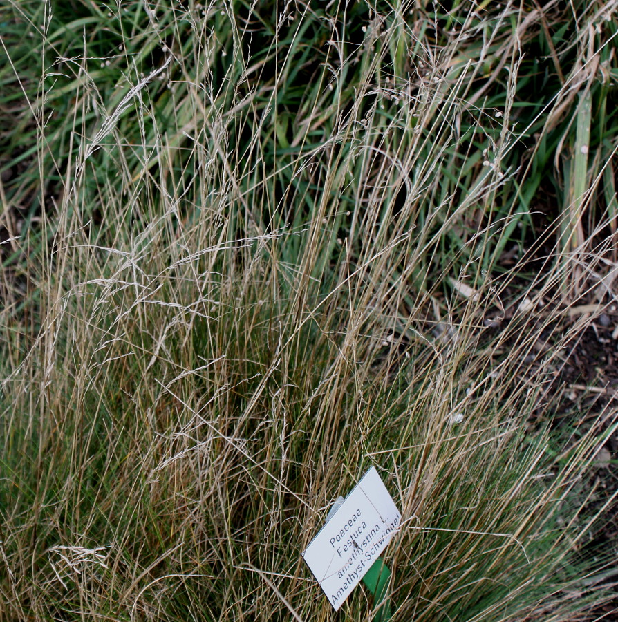 Image of Festuca amethystina specimen.