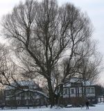 Salix alba. Старое дерево. Германия, г. Кемпен, в парке. 18.01.2013.