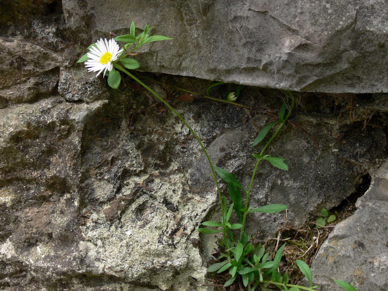 Image of Erigeron karvinskianus specimen.