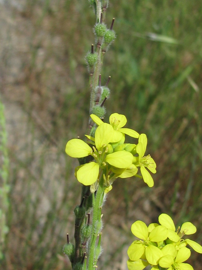 Image of Rapistrum rugosum specimen.