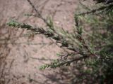 Salsola collina