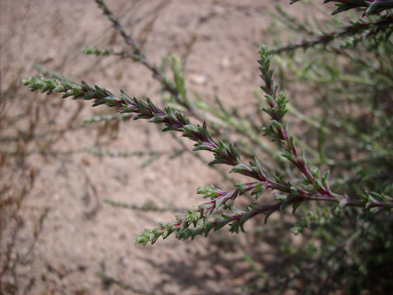 Изображение особи Salsola collina.