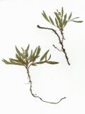 Image of taxon representative. Author is Любовь Москаленко