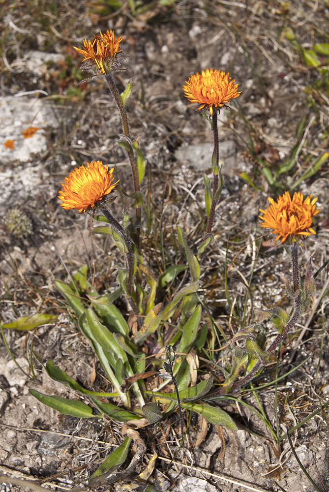 Image of Erigeron aurantiacus specimen.