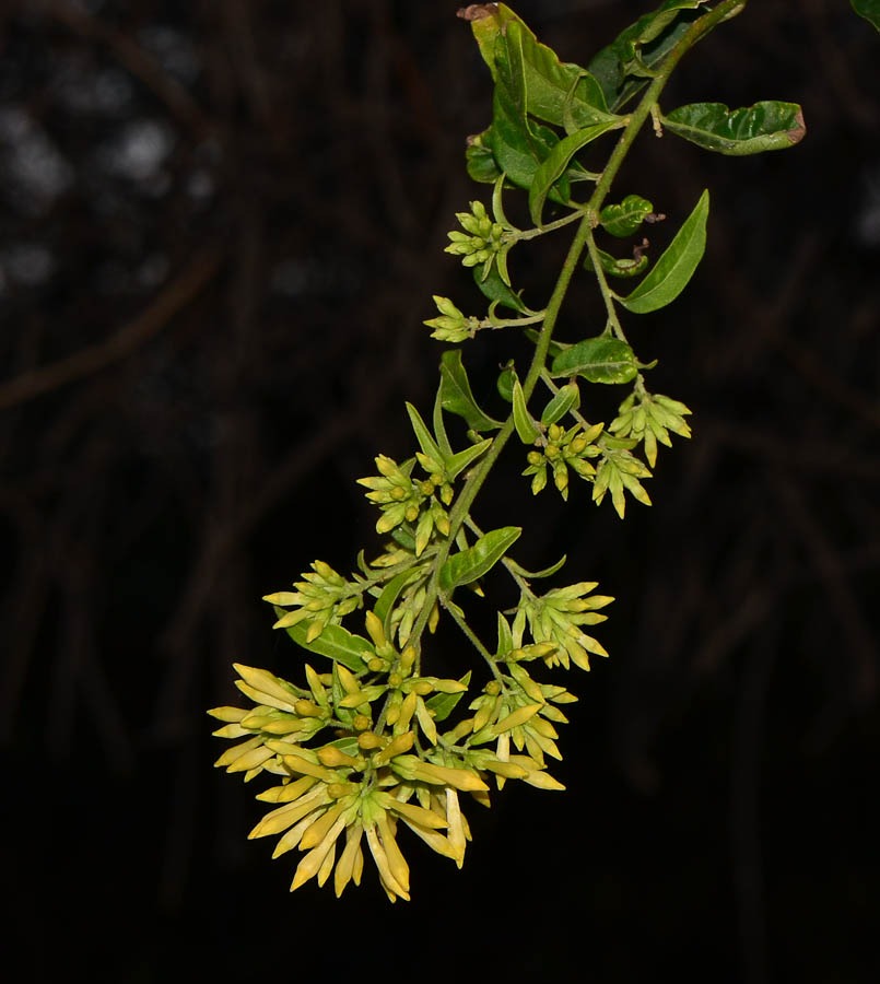 Изображение особи Cestrum nocturnum.