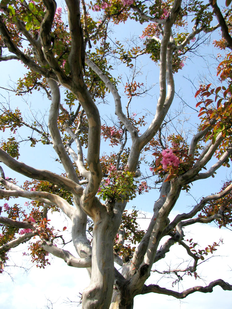 Изображение особи Lagerstroemia indica.