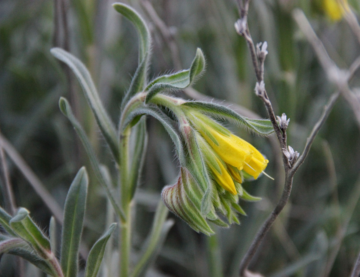 Image of Onosma taurica specimen.