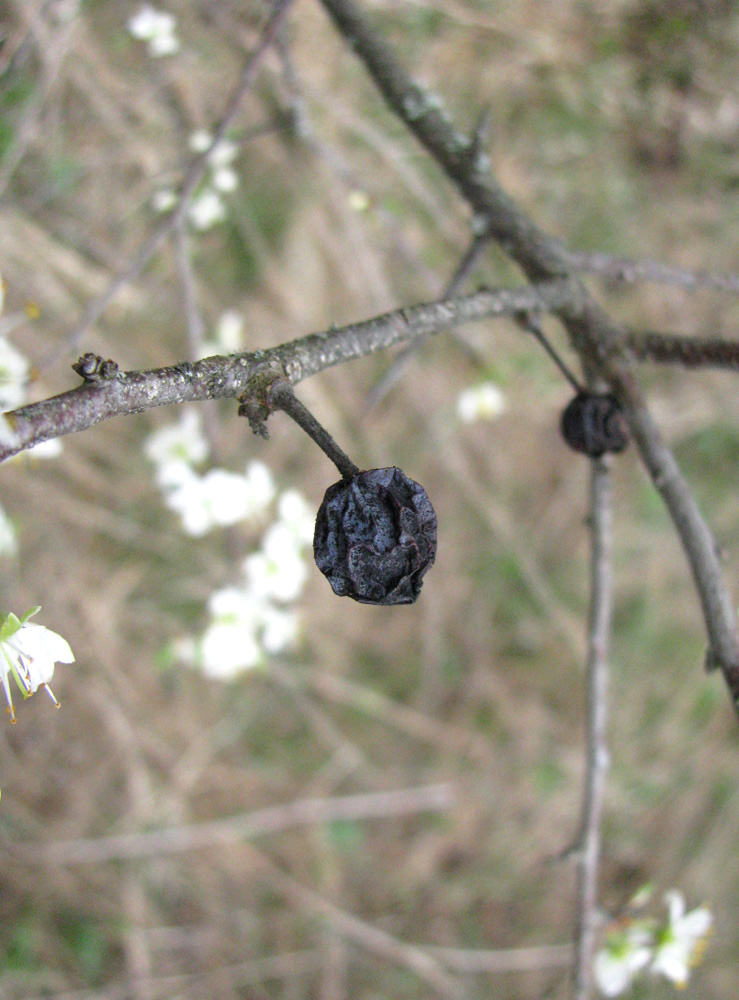 Изображение особи Prunus spinosa.