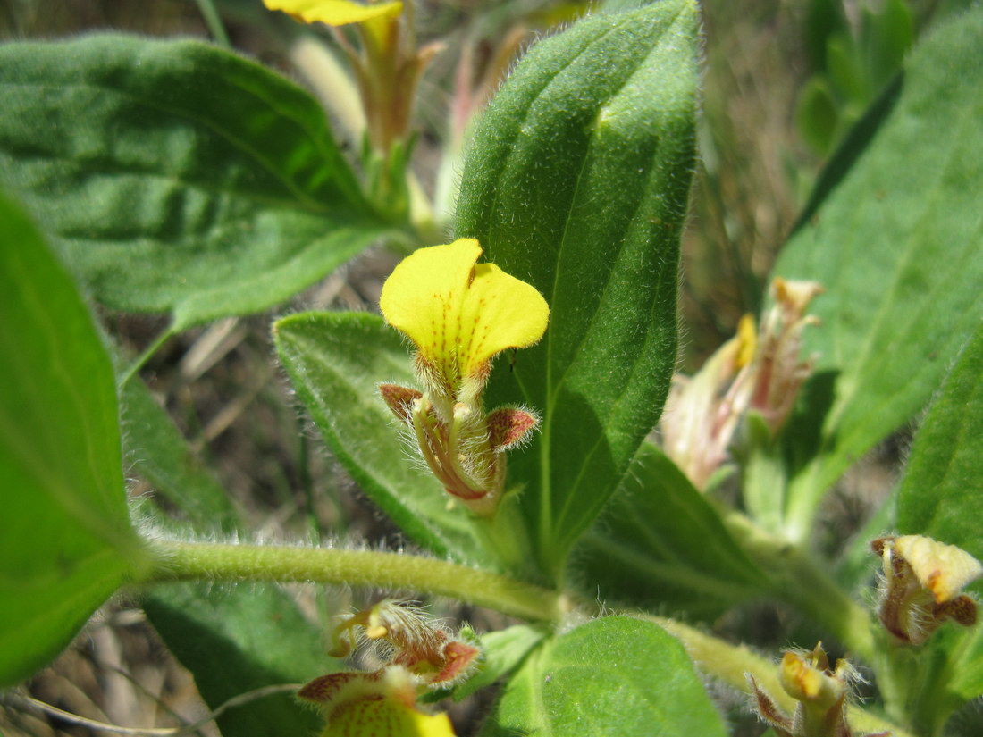 Image of Ajuga salicifolia specimen.
