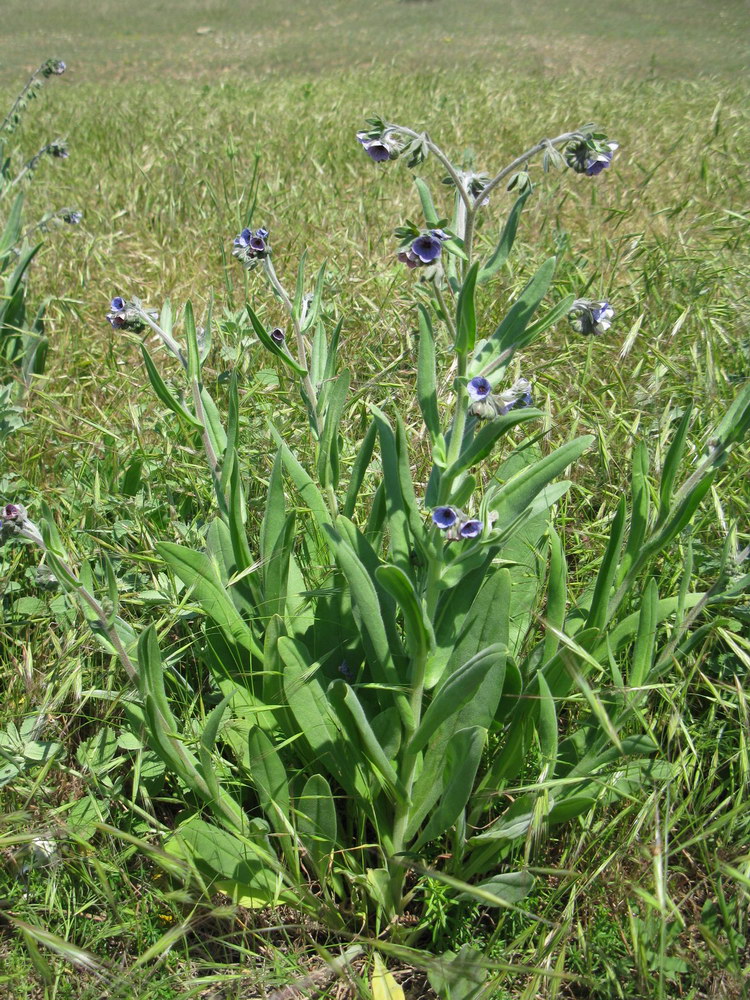 Image of Cynoglossum creticum specimen.