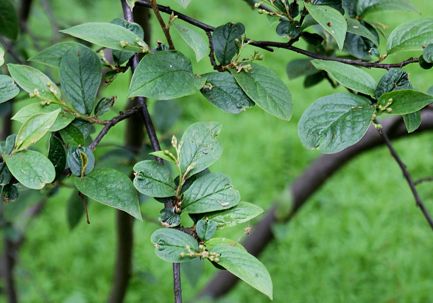 Изображение особи Cotoneaster bullatus.