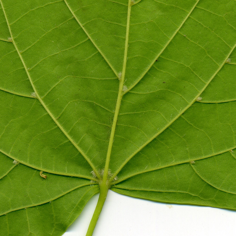 Image of Tilia platyphyllos specimen.