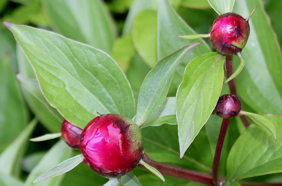 Изображение особи Paeonia officinalis.