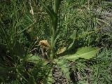 Cirsium elodes