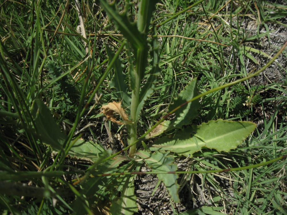 Изображение особи Cirsium elodes.