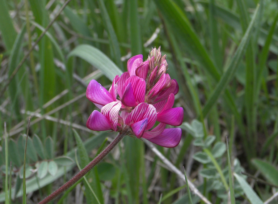 Изображение особи Onobrychis biebersteinii.