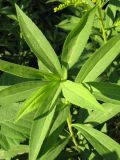 Solidago canadensis. Верхушка побега. Краснодарский край, г. Крымск, заброшенный участок земли возле бывшего жилья, снесённого после наводнения 2012 г. 15.07.2013.