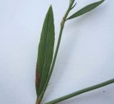 Polygonum patulum