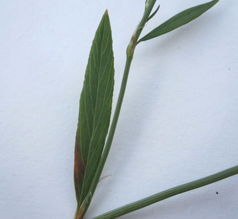 Image of Polygonum patulum specimen.