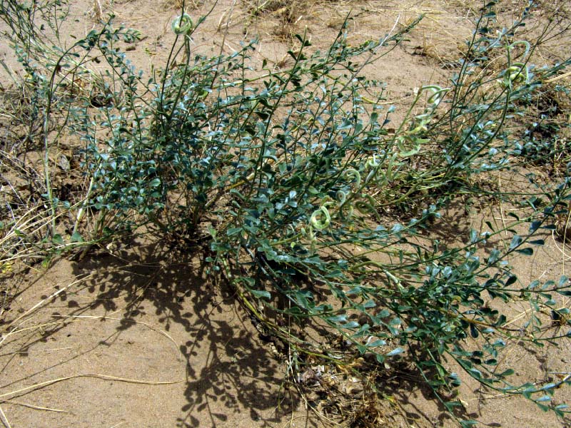 Image of Ammothamnus lehmannii specimen.