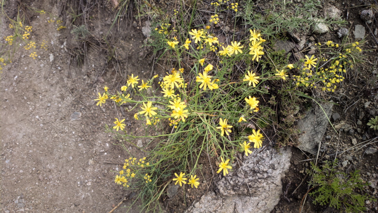 Изображение особи Youngia tenuifolia.