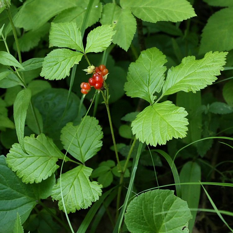 Изображение особи Rubus saxatilis.