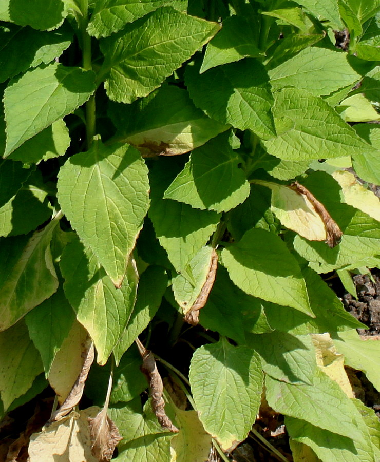 Image of Campanula latifolia specimen.