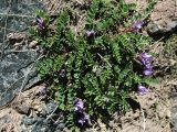 Astragalus oreades