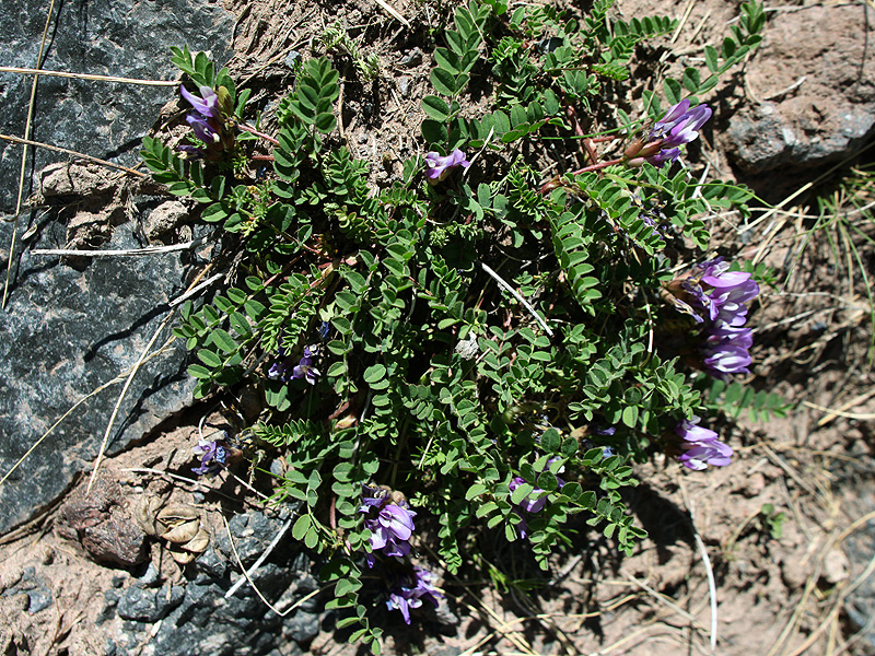 Изображение особи Astragalus oreades.