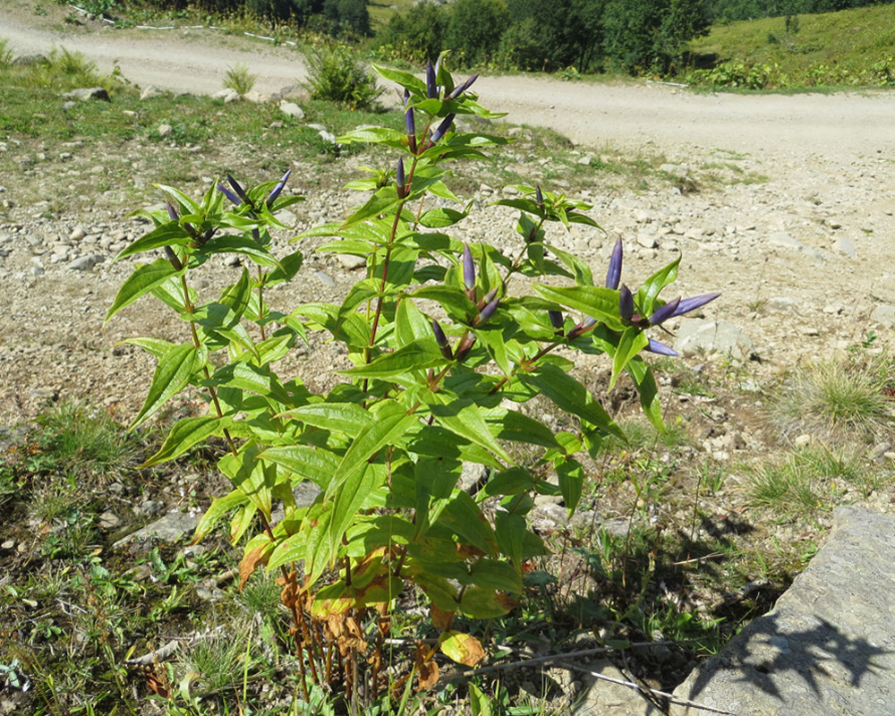 Изображение особи Gentiana schistocalyx.