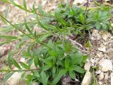 Polygala major