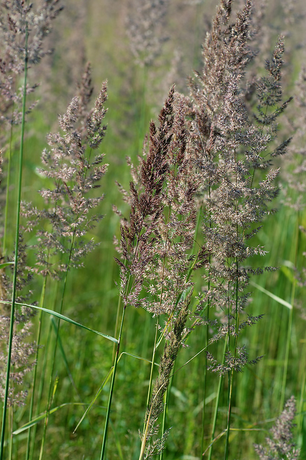 Изображение особи Calamagrostis epigeios.