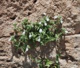 Stachys swainsonii. Цветущее растение. Греция, Дельфы. 09.06.2009.